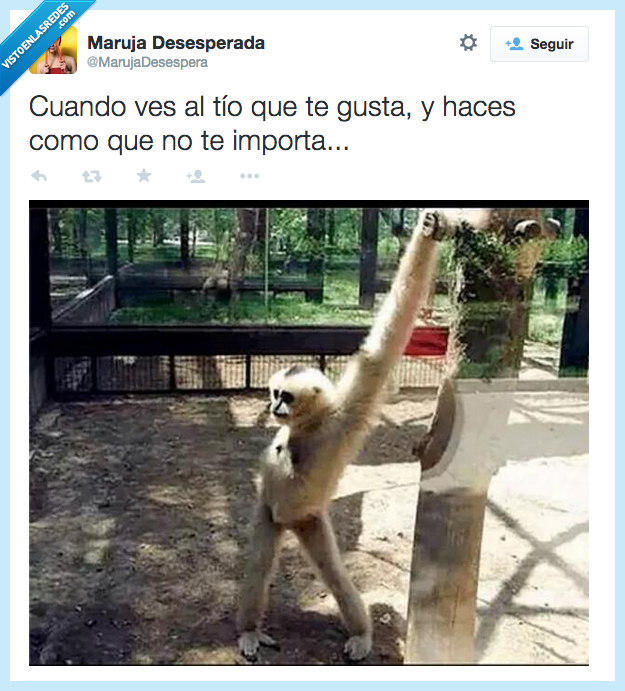tio,gusta,cuando,disimular,hacer,haces,importa,mono,naturalidad,natural,zoo