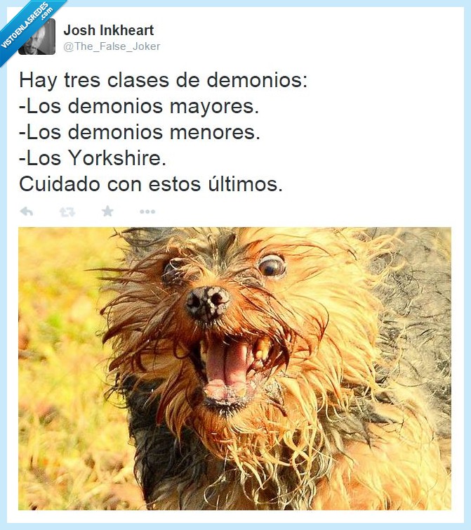 yorkshide,perro,demonio,mayor,menor