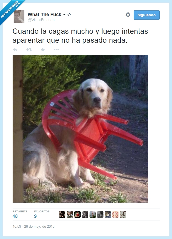 perro,silla,cagarla,atascar,nada,aparentar