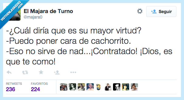 mejor,virtud,carita,cachorrito,cara,cachorro,nada,servir,contratado,contratar,como,comer,tierno,dulce