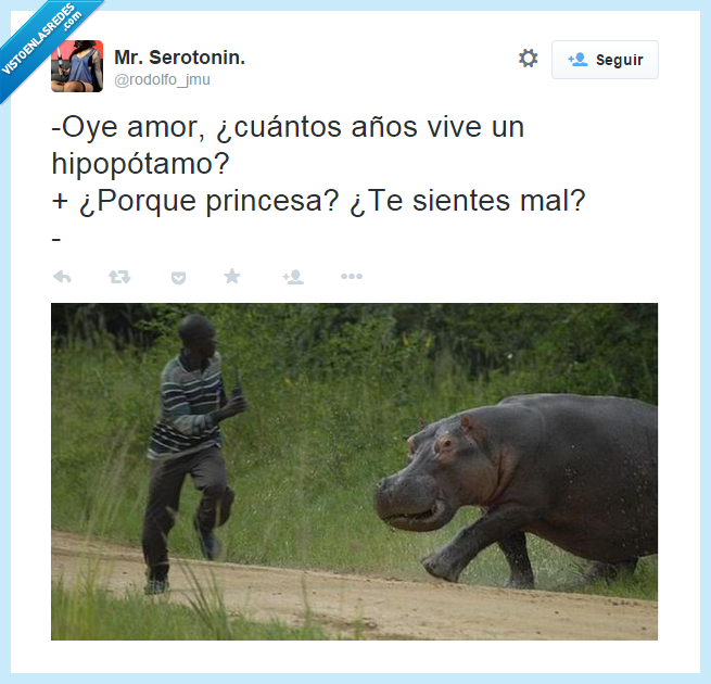 hipopótamo,años,sofá,peligro,perseguir,joven,animal,negro,correr,gorda,amor,novia