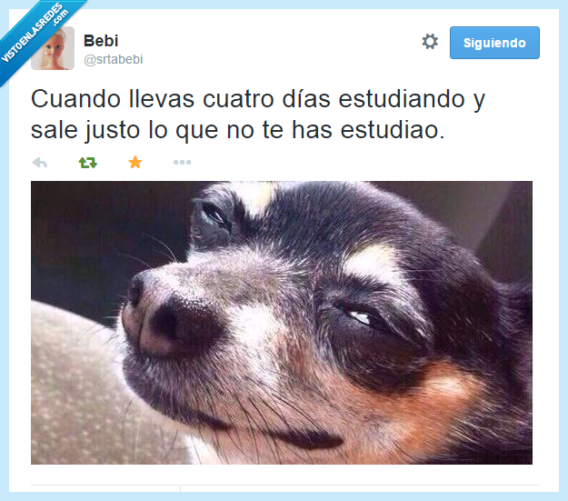 perro,examenes,suicidio,estudiar,no,triste,dolor,estudiaste,profesor,troll