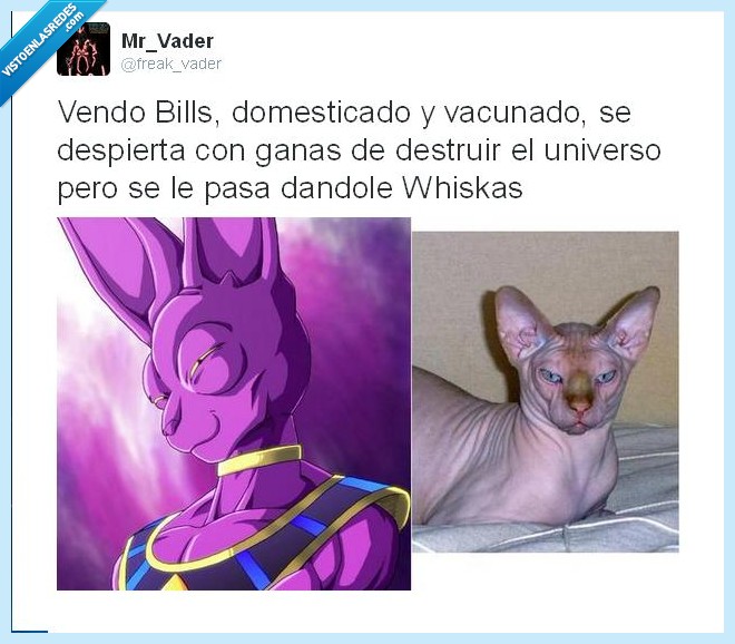 gato,bills,dbz,batalla de los dioses,todos los gatos se despiertan de malas