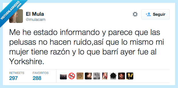 informando,parece,pelusas,no,ruido,lo mismo,mujer,razón,barrí,Yorkshire,perro