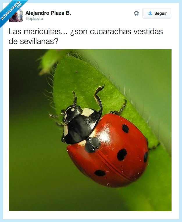 mariquitas,cucarachas,flamenco,bicho,animal,insecto,vestida