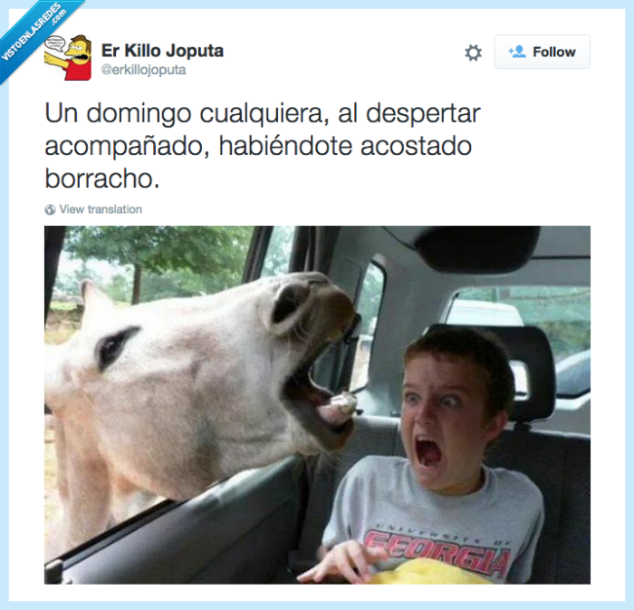 despertar,resaca,susto,burro,alcohol