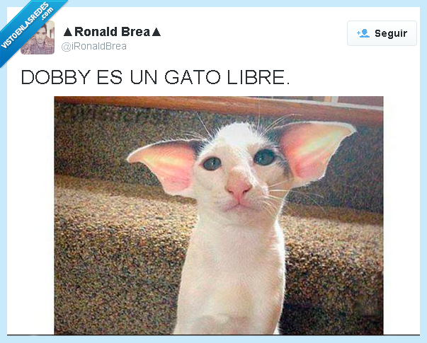 Dobby,gato,parecido,Harry Potter