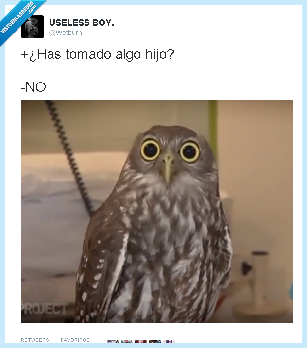 twitter,drogas,wetburn,pupilas,hijo,tomado,algo,ojos,buho,ave