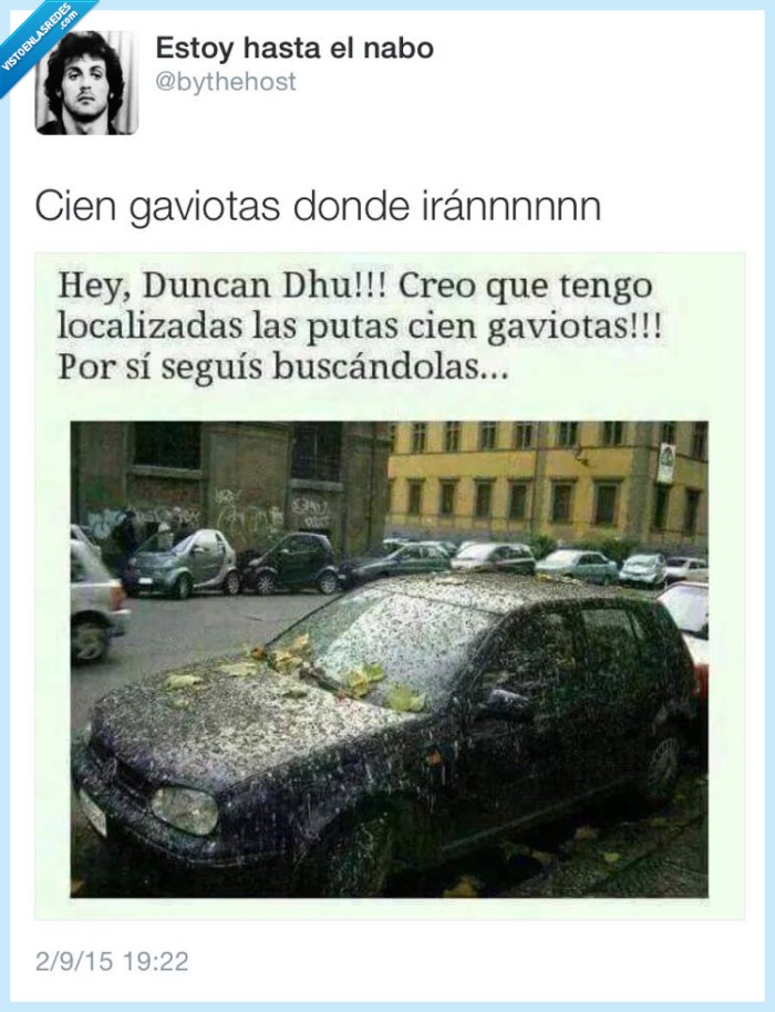 424345 - Las gaviotas han sido encontradas por @bythehost