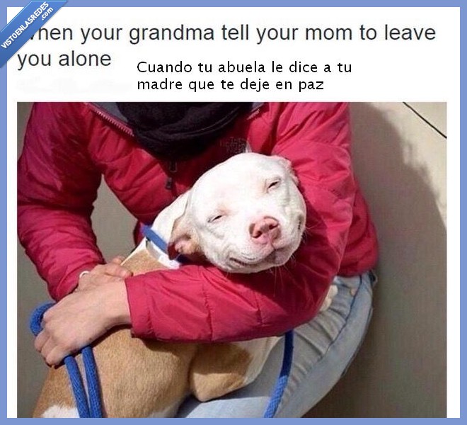 Tumblr,abuela,madre,perro,cara,restregárselo,satisfacción,chincha rabiña