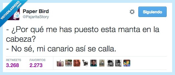 canario,manta,encima,cabeza,callar