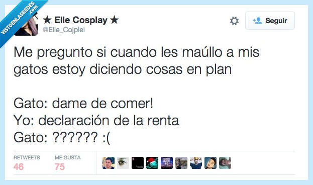 pregunto,preguntar,maullo,maullar,gato,diciendo,cosas,plan,comer,declaración,renta,hablar,palabra,entender