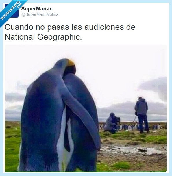 national geographic,pingüinos,casting,audiencias