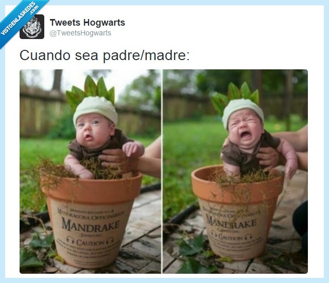 harry potter,madragora,bebé,padres,niño,hijo,maceta