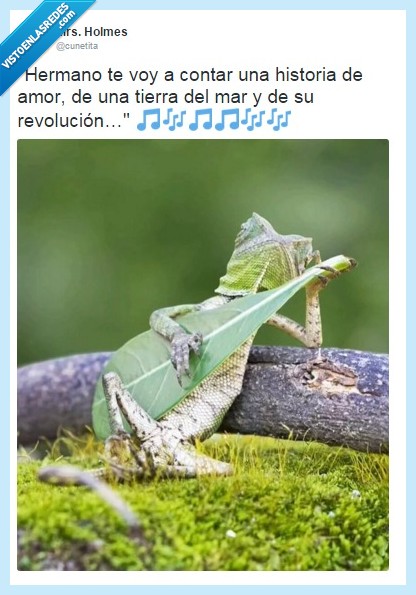 cantar,gracioso,animales,twitter,carnaval,revolución,españa,risa