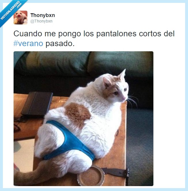 pantalones cortos,verano pasado,gato,ropa,apretado,pequeño