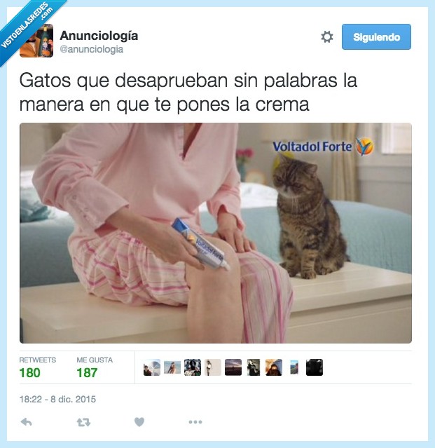 gato,desaprueba,crema,manera,forma,poner,mano,mirar,odiar