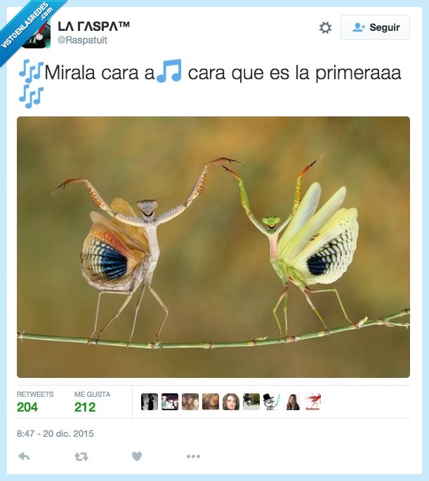 bicho,insecto,animal,beber,mira,sevillana,cara a cara,primera,bailar,baile