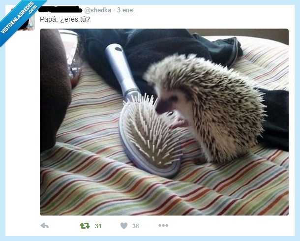 erizo,papá,cepillo,familia,creo que se ha confundido,se preocupa porque tiene pocas púas,shedka