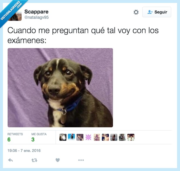 Perro,exámenes,cara,como,llevas,llevar,circunstancia