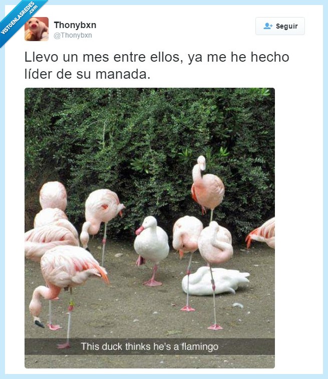 flamencos,lider,manada,levantar,pata,imitar,ave,pato