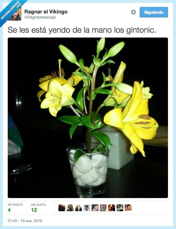 gintonic,gin tonic,planta,florero,hierbas,manos