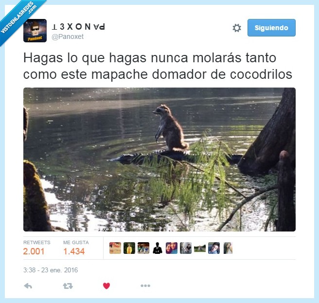 mapache,domador de cocodrilos,río,viajo y no me canso,encima,nadar