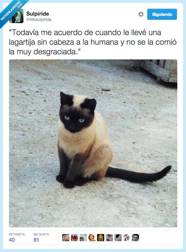 gato,dueña,perdonar,olvidar,cabeza,lagartija,comer,desgraciada