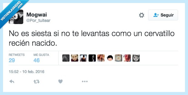 siesta,levantas,levantar,cervatillo,recién,nacido