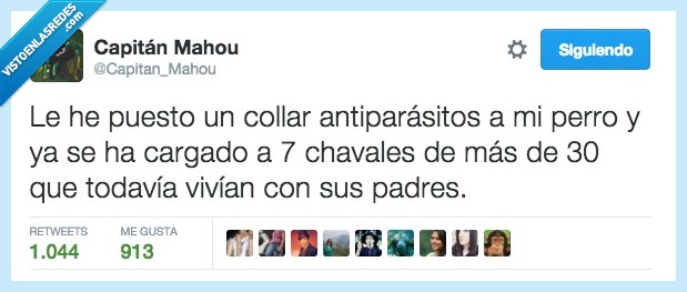 collar,antiparasito,perro,cargar,chaval,años,padres,ninis,pulgas