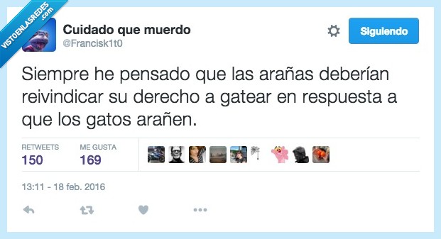 siempre,pensado,pensar,araña,reivindicar,derecho,gatear,respuesta,gato,arañar