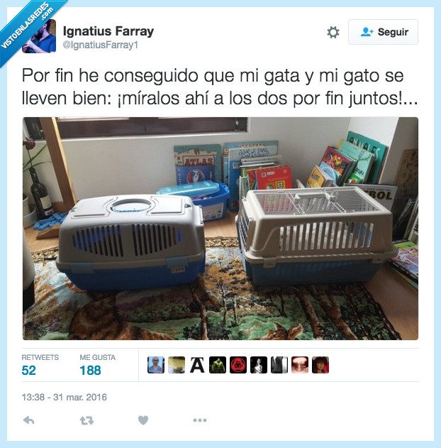 conseguido,conseguir,gato,gata,caja,odiar,cestín,transportín