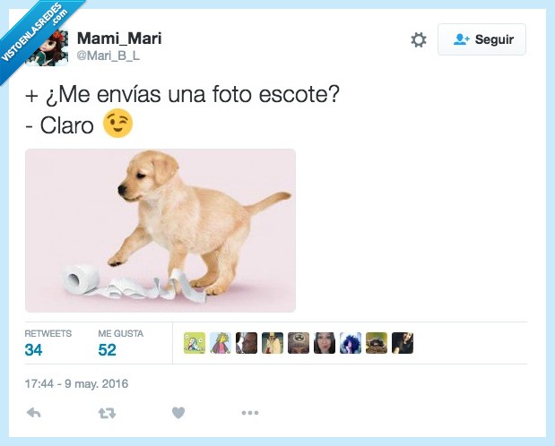 foto,scottex,perro,claro