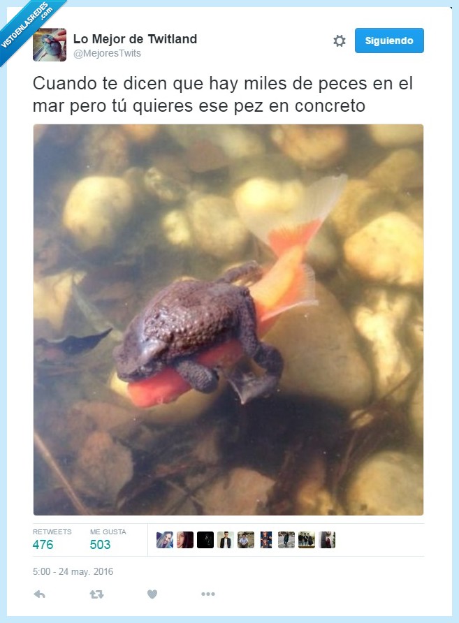 peces,pez,mar,miles,sapo,abrazar,quiero ese!