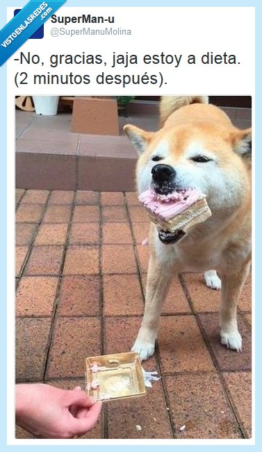 dieta,perro,pastel