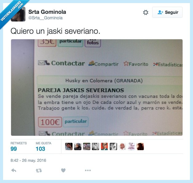 jaskis,severianos,husky siberiano,milanuncios,vender,vacuna