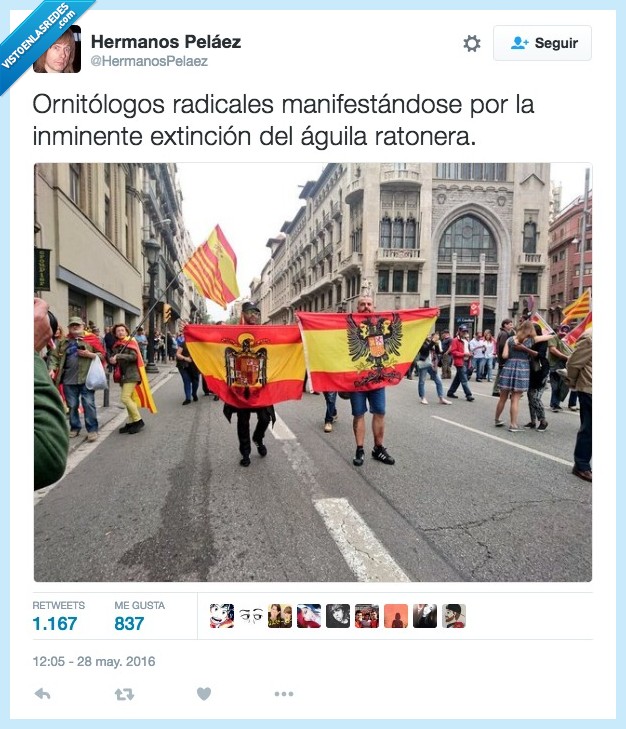 franquista,bandera,aguilucho,ave,aguila,ratonera,ornitólogos,radical,manifestar