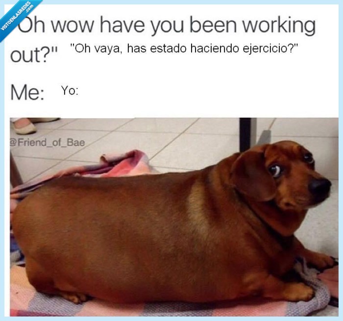 perro,gordo,ejercicio,gym,culpabilidad