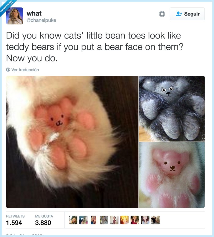 pies,gatos,osos de peluche