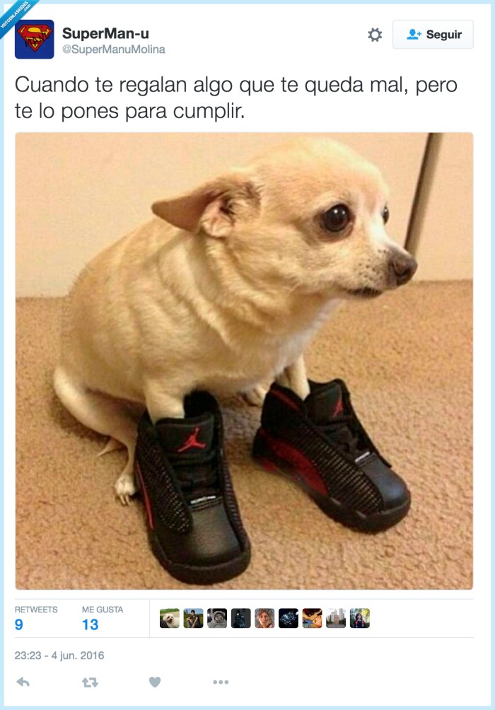 cumplir,regalo,perro