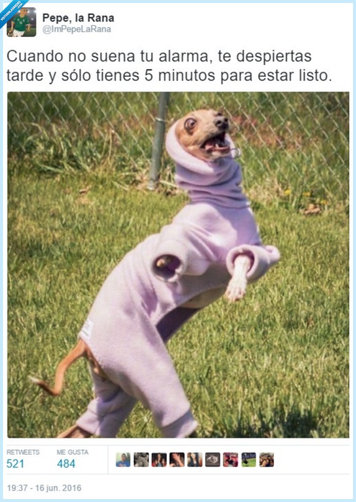 perro,vestirse,mañanas