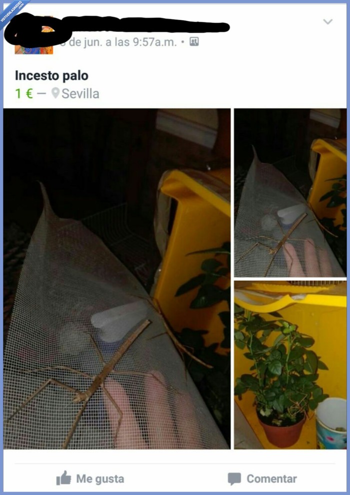 insecto palo,incesto,ortografía