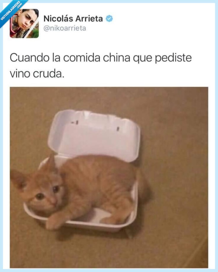 comida,china,gato,tupper,crudo
