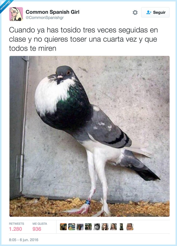 paloma,estornudar,hincharse