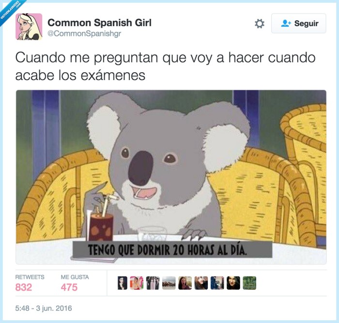 koala,examen,dormir