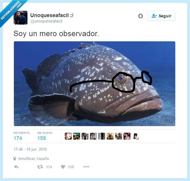 mero,observador,pez,literal,palabra,juego de palabras,gafas
