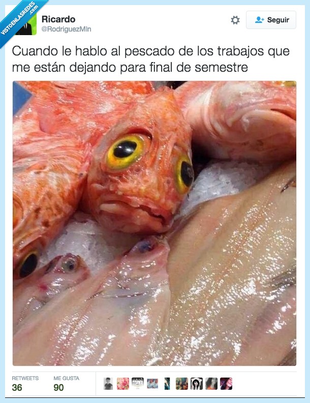 pescado,pez,situación sentimental,triste