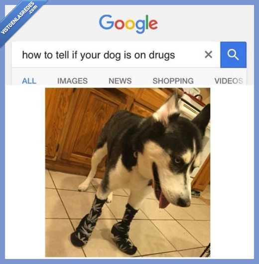 perro,droja,líos,google