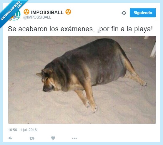 operacion bikini,examenes,perro,gordo