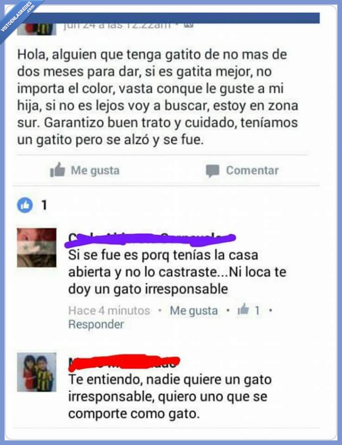 gato,irresponsable,adoptar